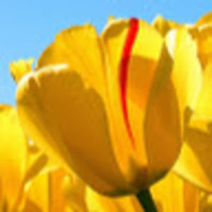 Meet your Posher, Bella